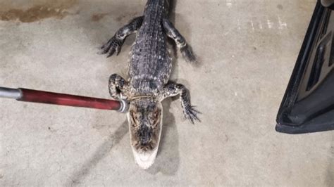 Alligator spotted in New Jersey park captured after search